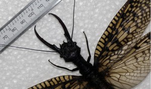 اكتشاف-حشرة-عملاقة-تعيش-في-البيئات-الرطبة