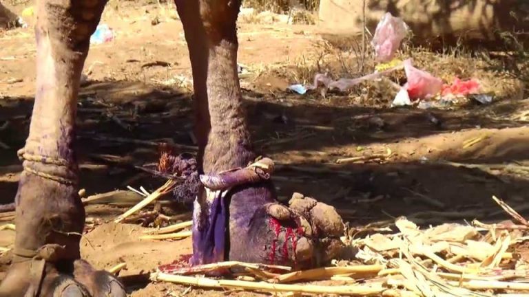 %d8%a3%d9%86%d9%81%d8%ac%d8%a7%d8%b1-%d8%a7%d9%84%d9%82%d9%86%d8%a7%d8%a8%d9%84-%d8%a7%d9%84%d8%b9%d9%86%d9%82%d9%88%d8%af%d9%8a%d8%a9-%d9%8a%d9%8f%d9%87%d8%af%d8%af-%d8%ad%d9%8a%d8%a7%d8%a9-%d8%a7