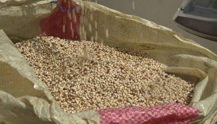 المؤسسة العامة لتنمية وإنتاج الحبوب تدشن موسم حصاد الذرة في تهامة