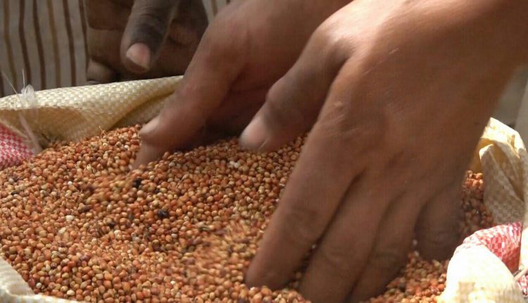 المؤسسة العامة لتنمية وإنتاج الحبوب تدشن موسم حصاد الذرة في تهامة1