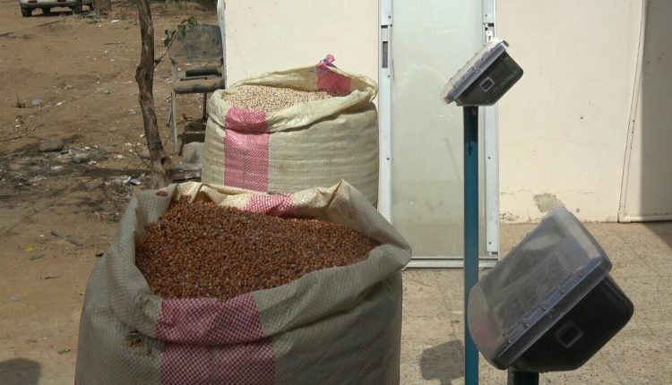 المؤسسة العامة لتنمية وإنتاج الحبوب تدشن موسم حصاد الذرة في تهامة3